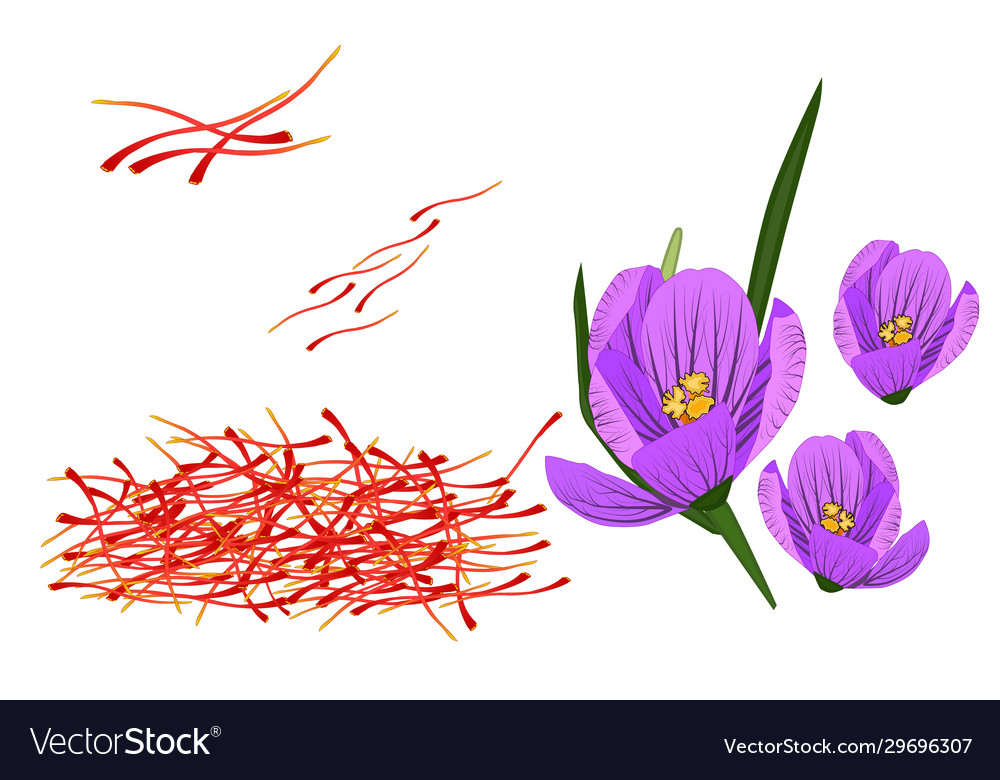 Saffron and crocus isolated on white background vector image Saffron and crocus isolated on white background