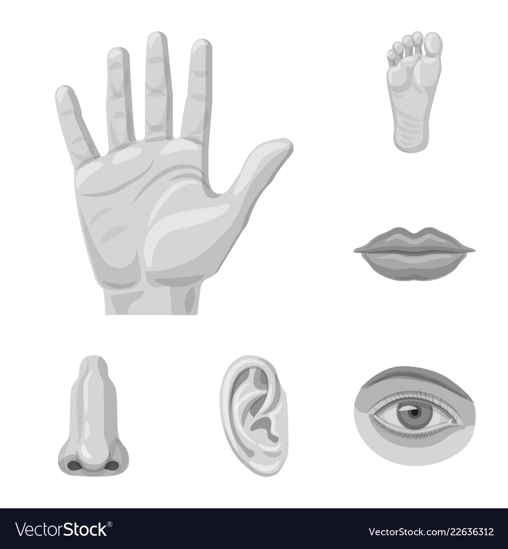 Isolated object of human and part sign collection vector image Isolated object of human and part sign collection
