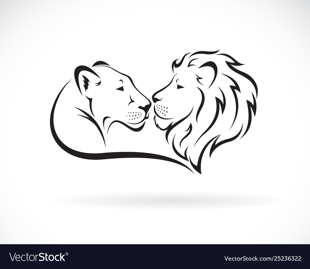 Male Lion And Female Lion Design On White Vector Image