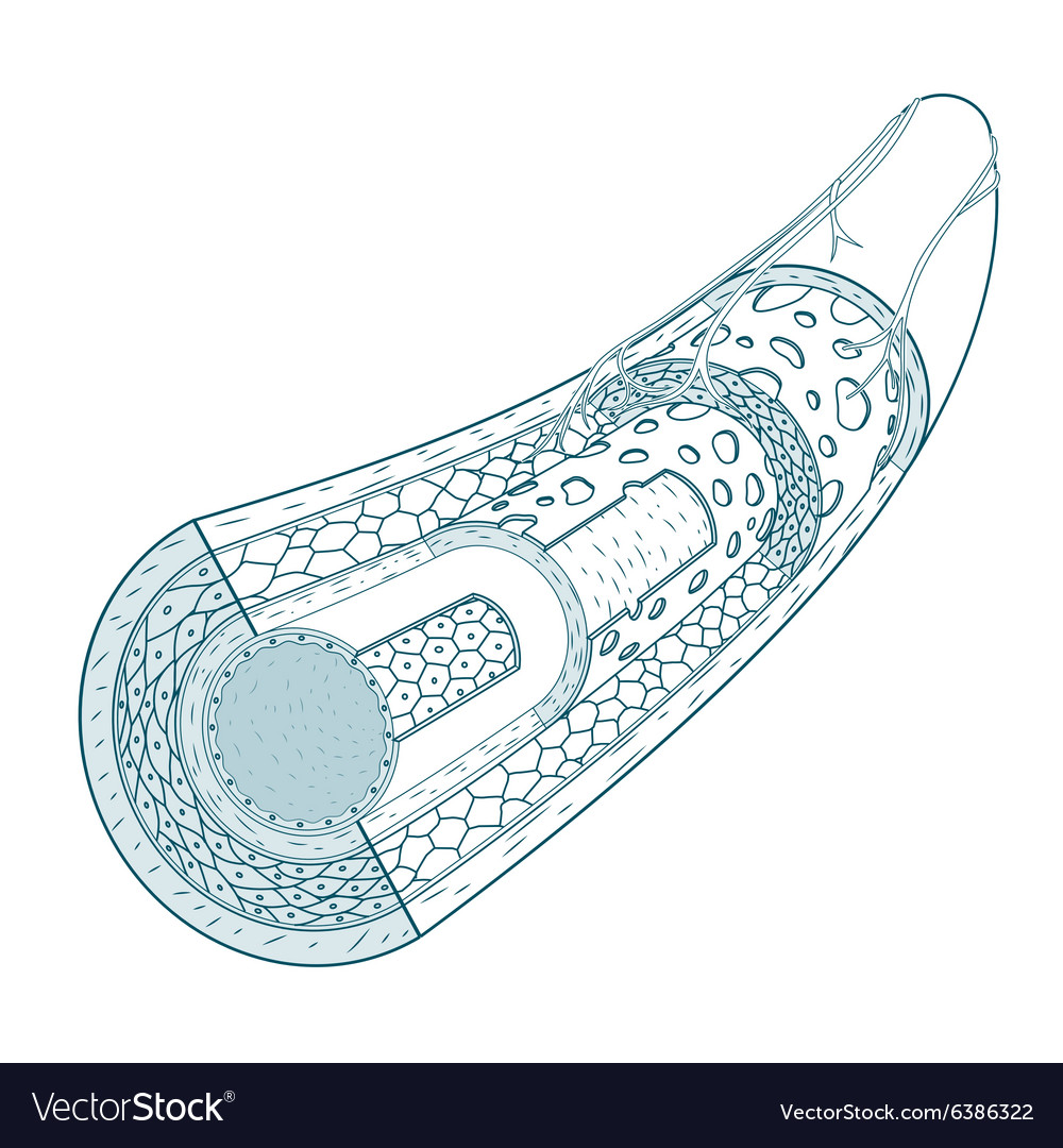 Blank Blood Vessel Diagram