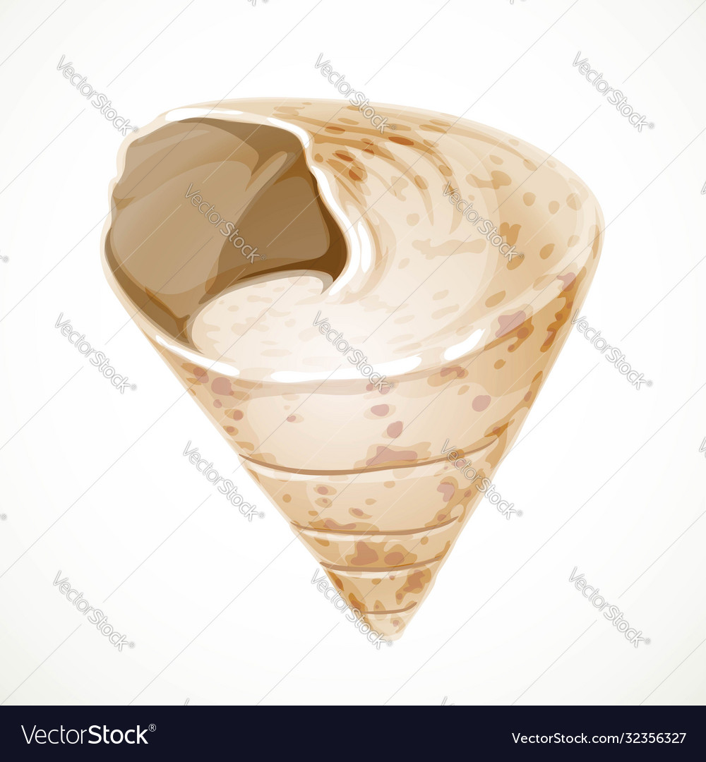 Realistic beige triangular gabled seashell vector image Realistic beige triangular gabled seashell