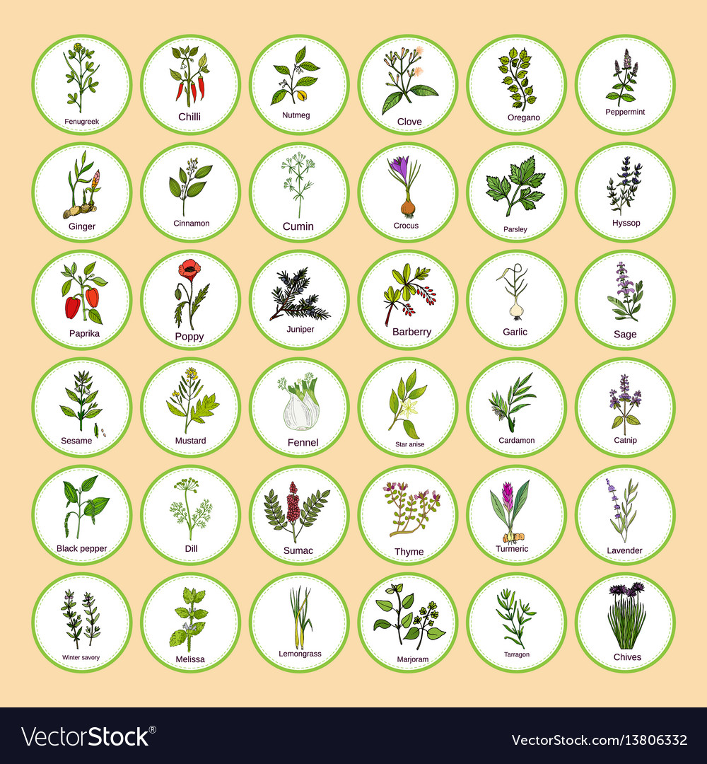 Culinary Herbs and Spices Collection