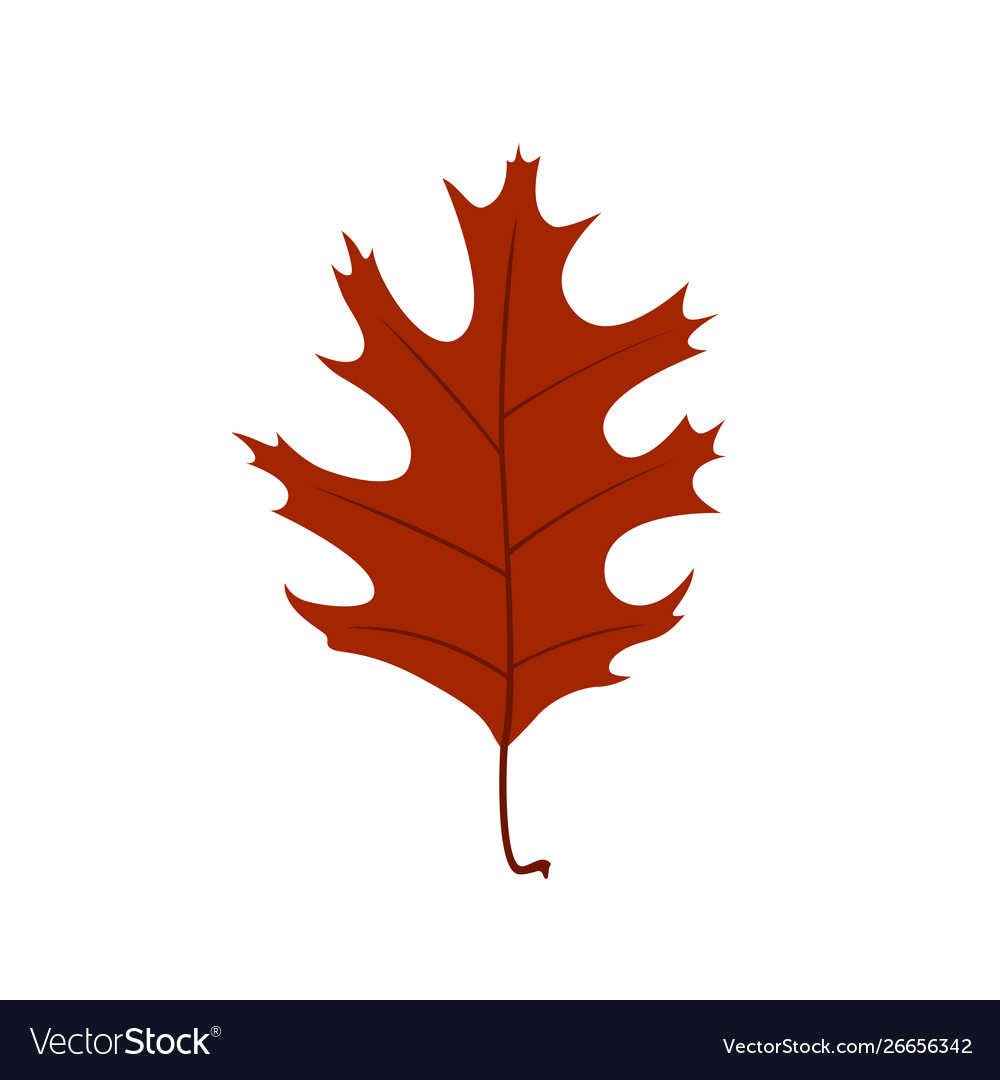 Autumn leaf on white background