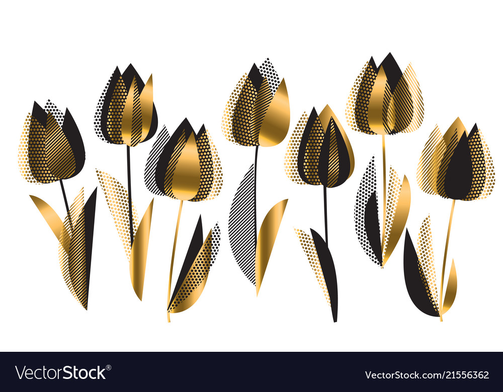 Black and gold tulip flowers