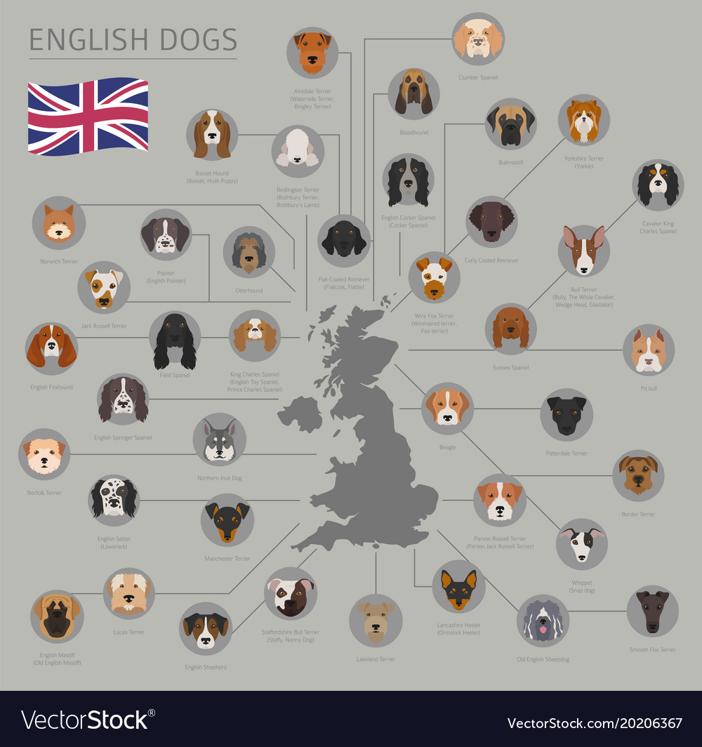 Dogs by country of origin english dog breeds Vector Image