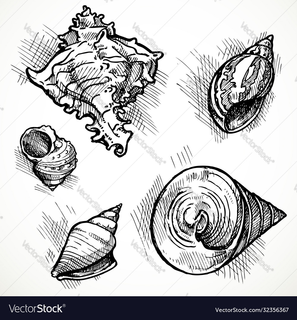 Set sketches different shapes shell 1 vector image Set sketches different shapes shell 1