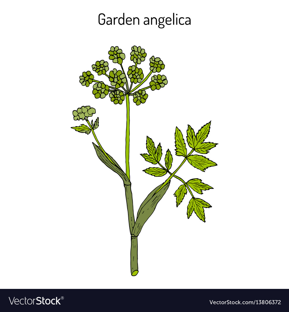 Angelica Archangelica - Wild Celery