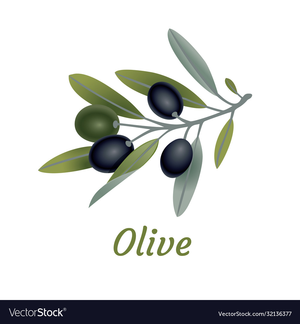 Olive branch tree isolated leaf food green Vector Image