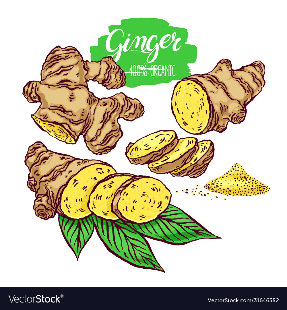 Set ginger Royalty Free Vector Image - VectorStock