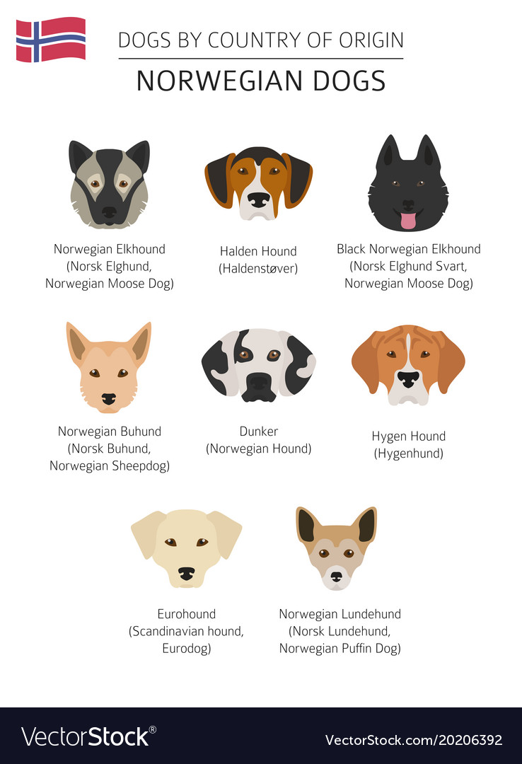 Large norwegian dog clearance breeds