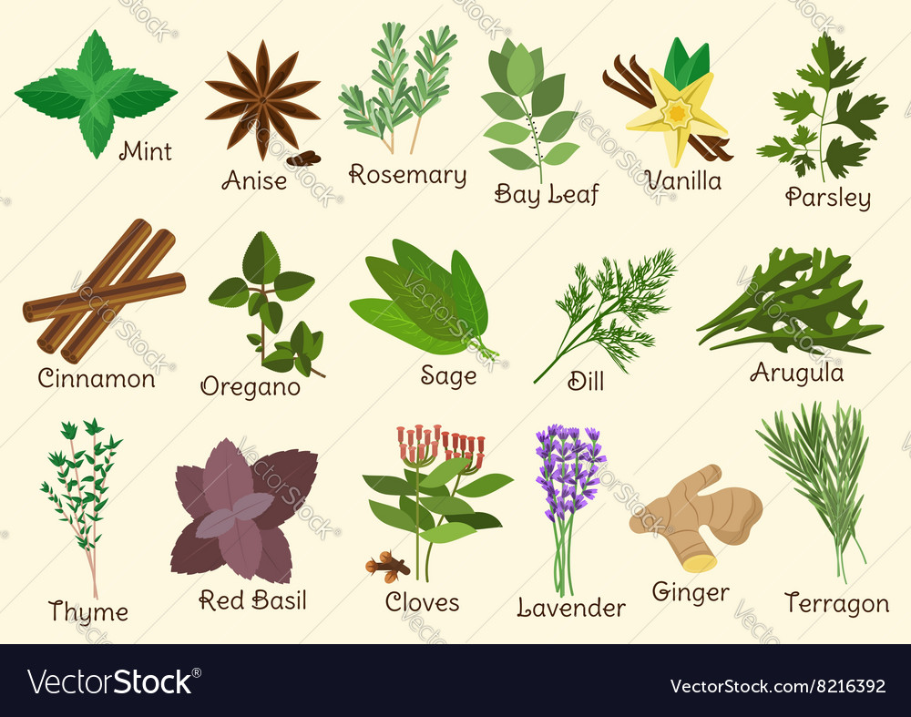 Kitchen Condiment Herbs And Es Royalty Free Vector Image Herbs And Es Royalty Free Vector Image