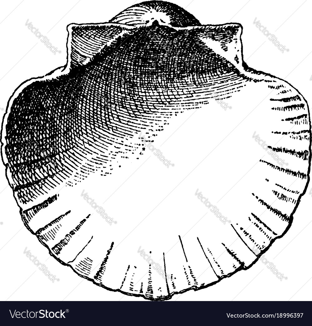 Interior scallop shell have a decorative Vector Image