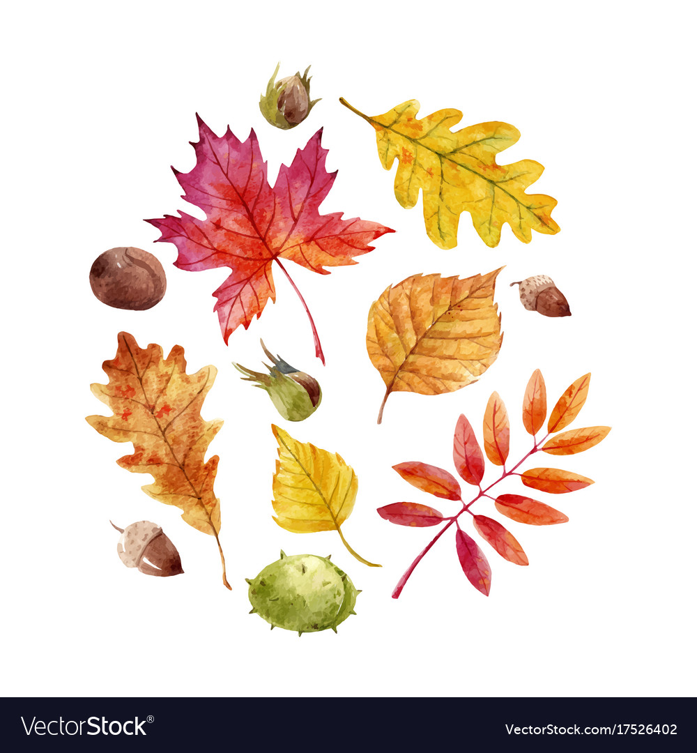 Download Watercolor fall leaves set Royalty Free Vector Image