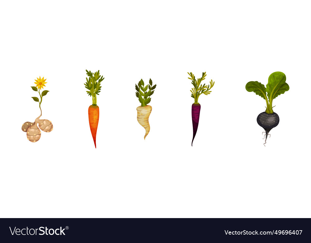 Root crop and vegetables with top leaf set