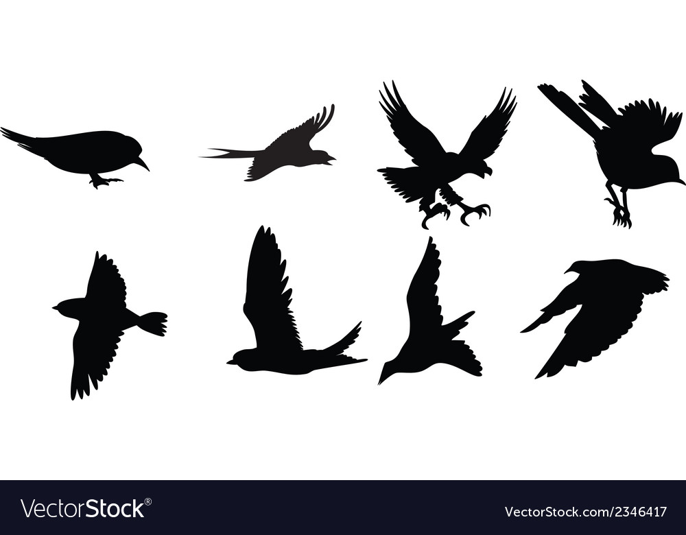 Vögel Silhouetten