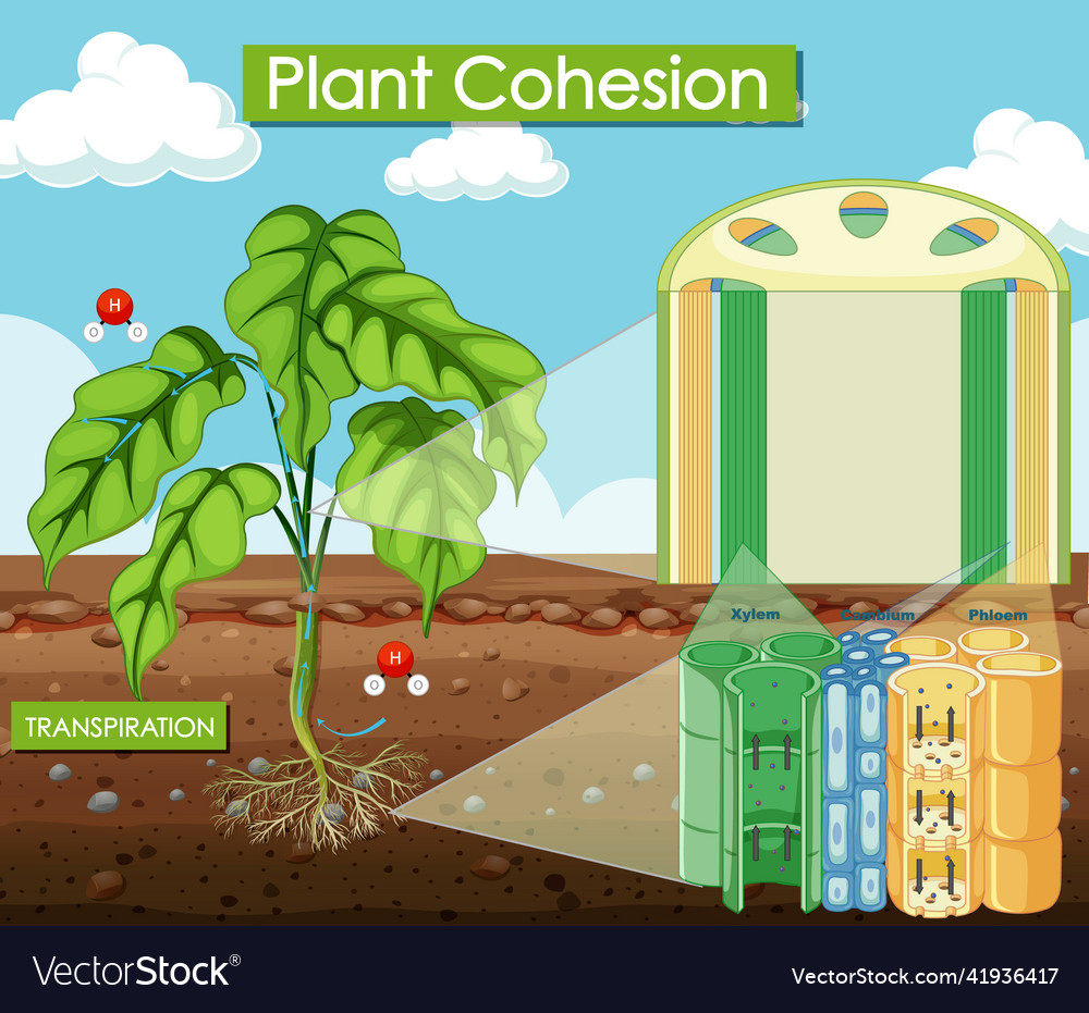 Diagram showing plant cohesion Royalty Free Vector Image