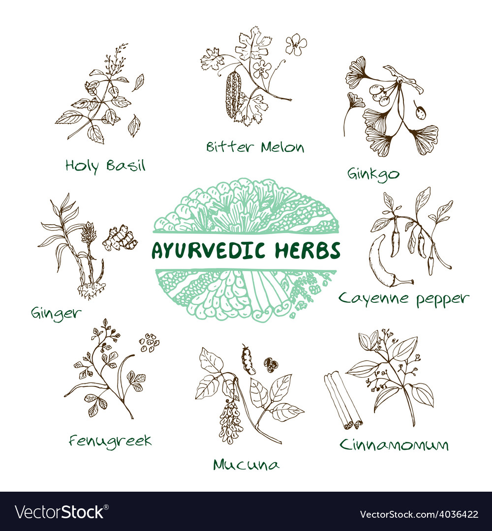 Ayurvedic Herbs Collection Royalty Free Vector Image