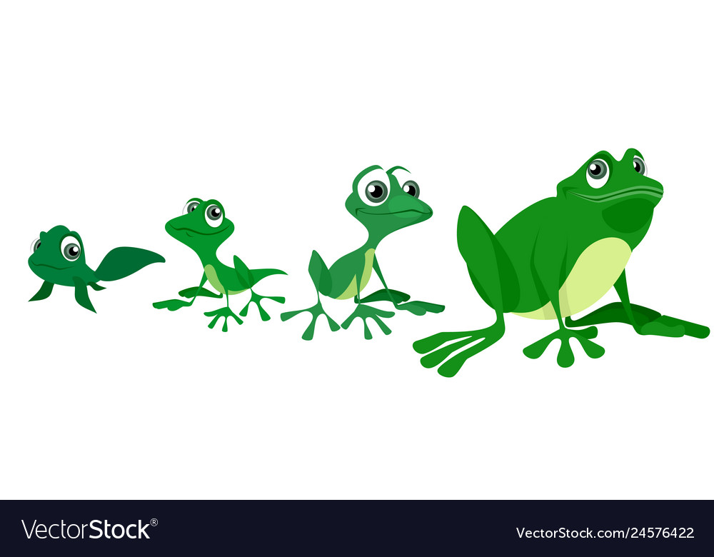 Process of growing a frog Royalty Free Vector Image
