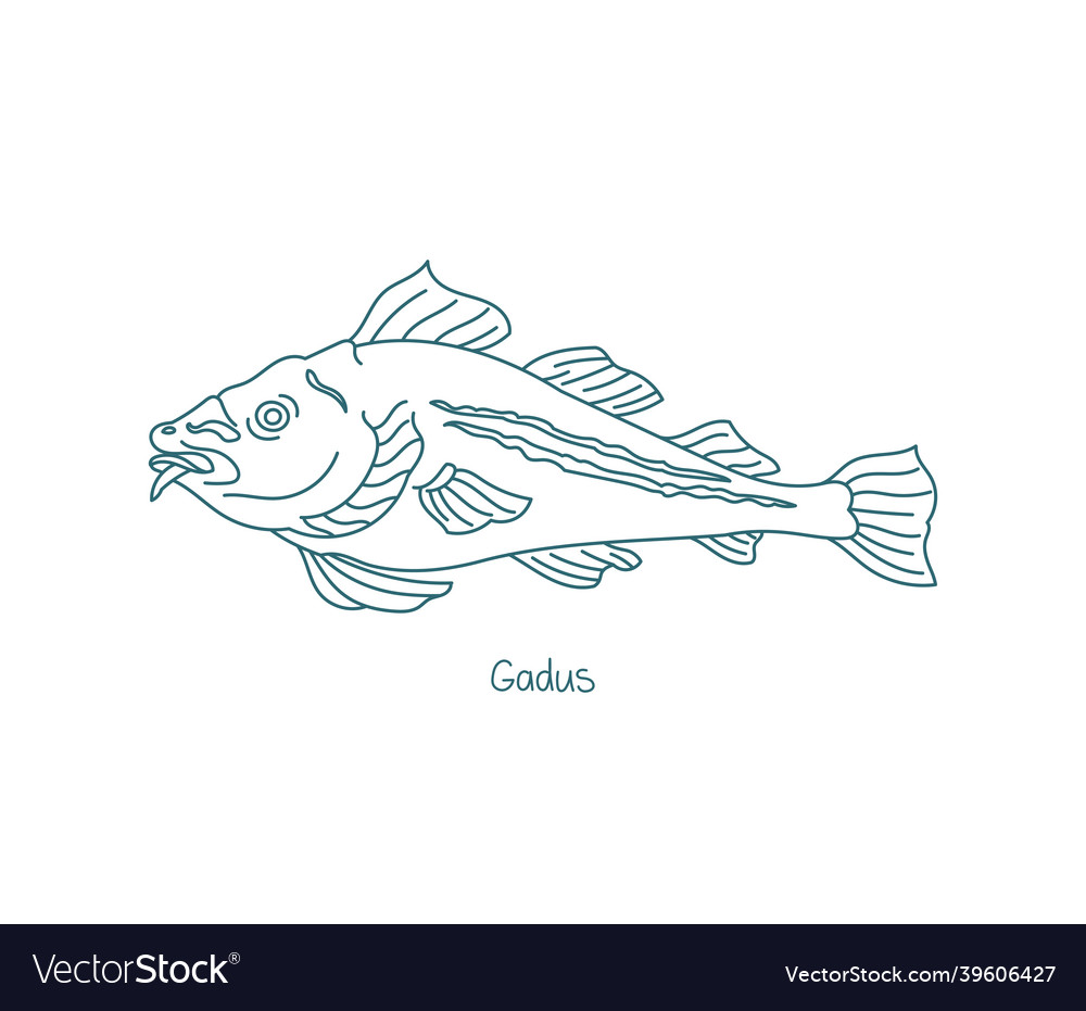 Gadus fish atlantic cod open paths editable