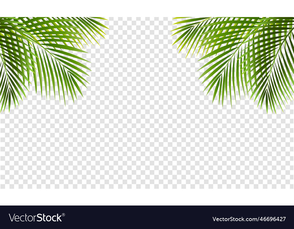 Palm tree frame isolated transparent background Vector Image