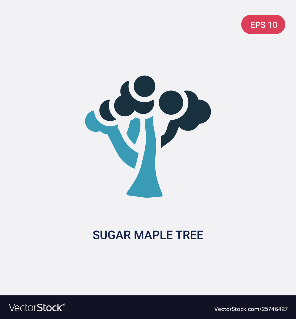 Two color sugar maple tree icon from nature