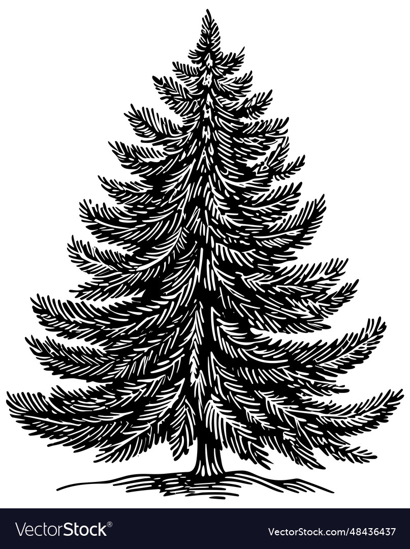 Fir tree woodcut Royalty Free Vector Image - VectorStock