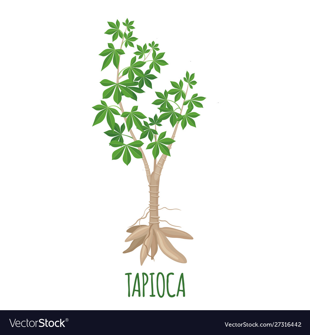 Cassava Tree Icon In Flat Style Isolated On White Vector Image 5933