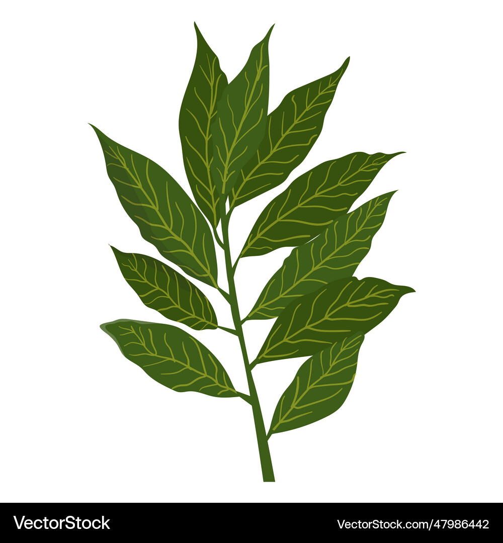 Cinnamon herb Royalty Free Vector Image - VectorStock