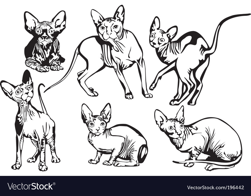 Elegant Sphinx Cat