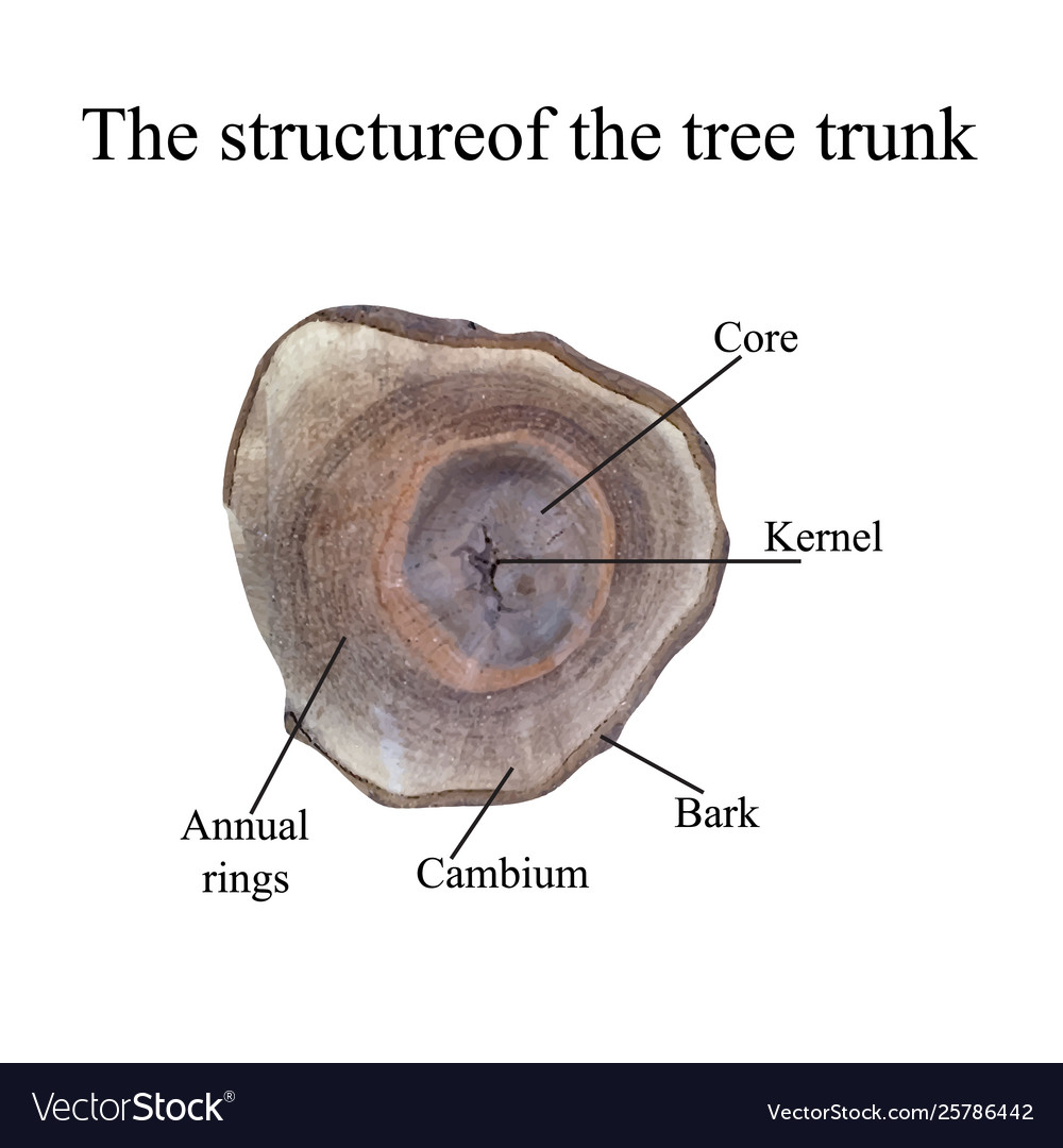 Structure tree trunk Vector Image Structure tree trunk