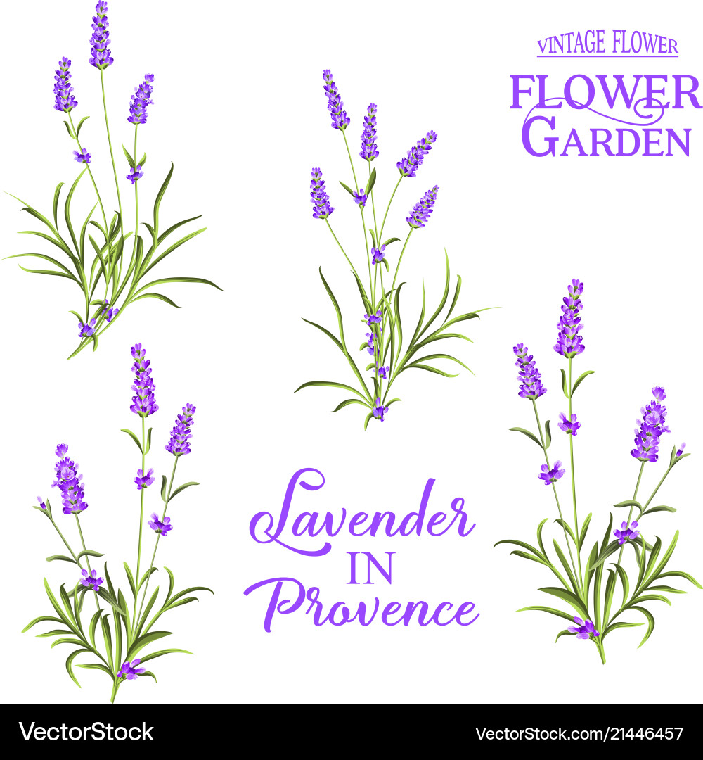 Set lavender flowers elements Royalty Free Vector Image