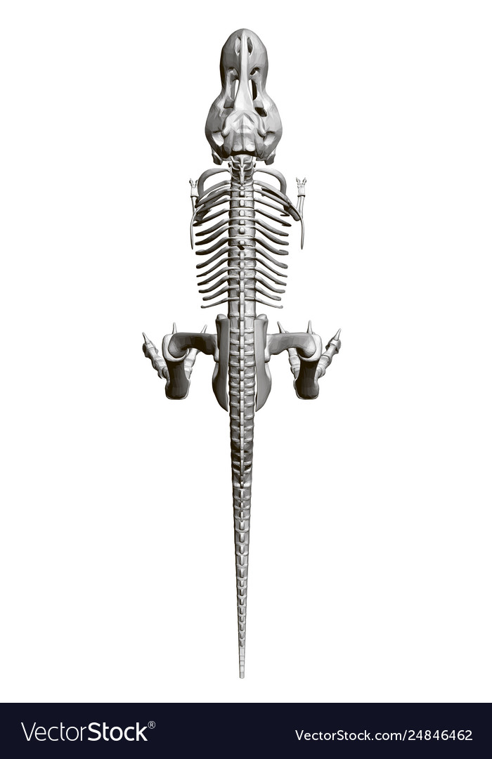 Dinosaur Skeleton - Overhead View