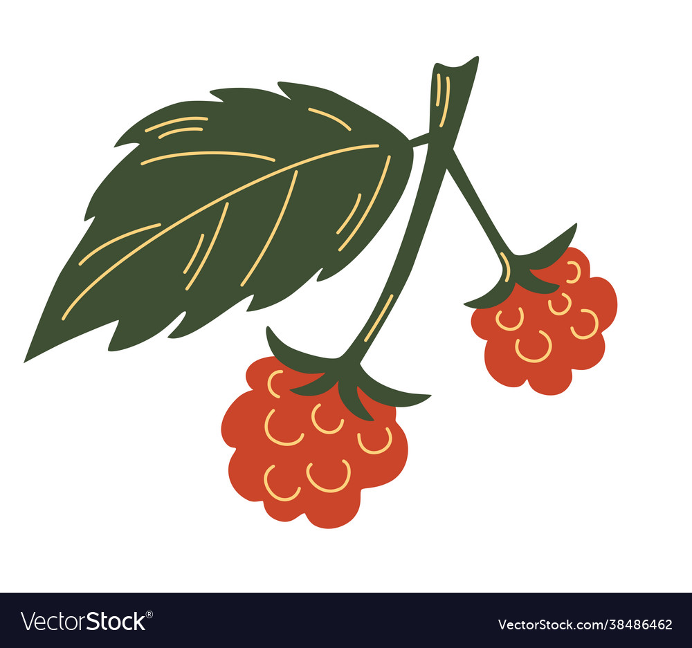 Raspberry Branch with Red Berries