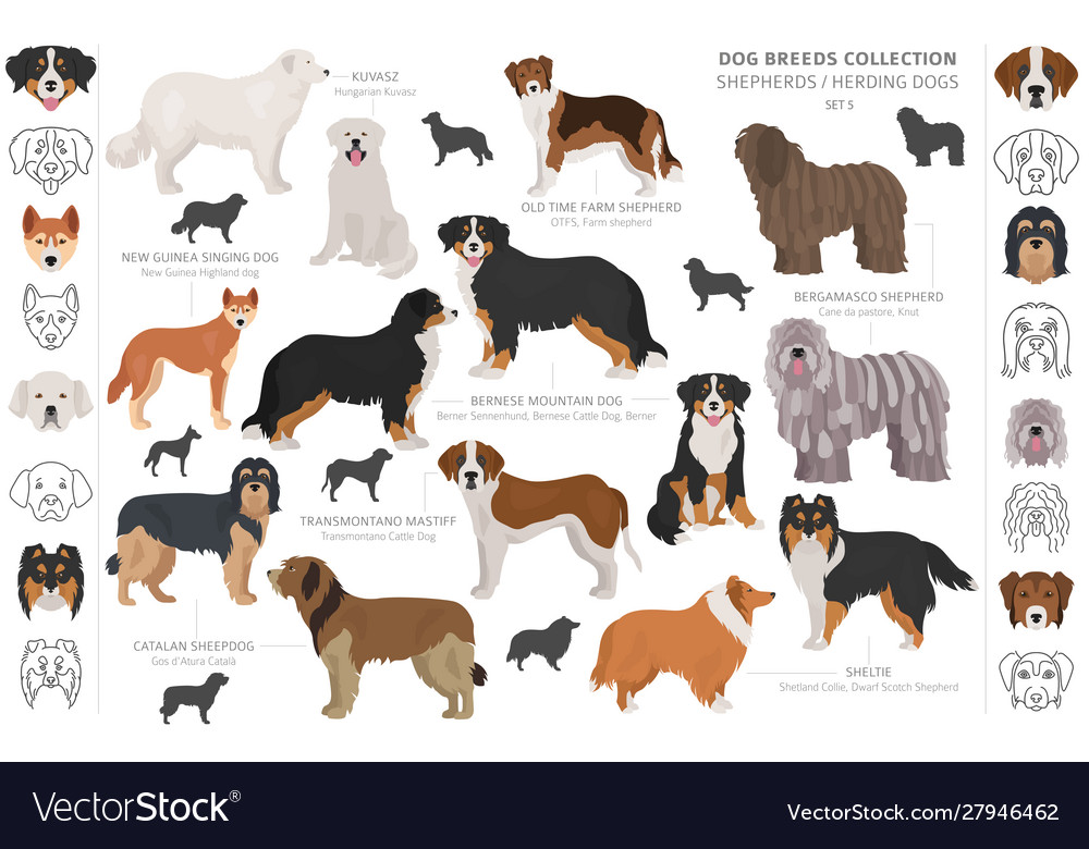 Shepherd and herding dogs collection isolated on Vector Image