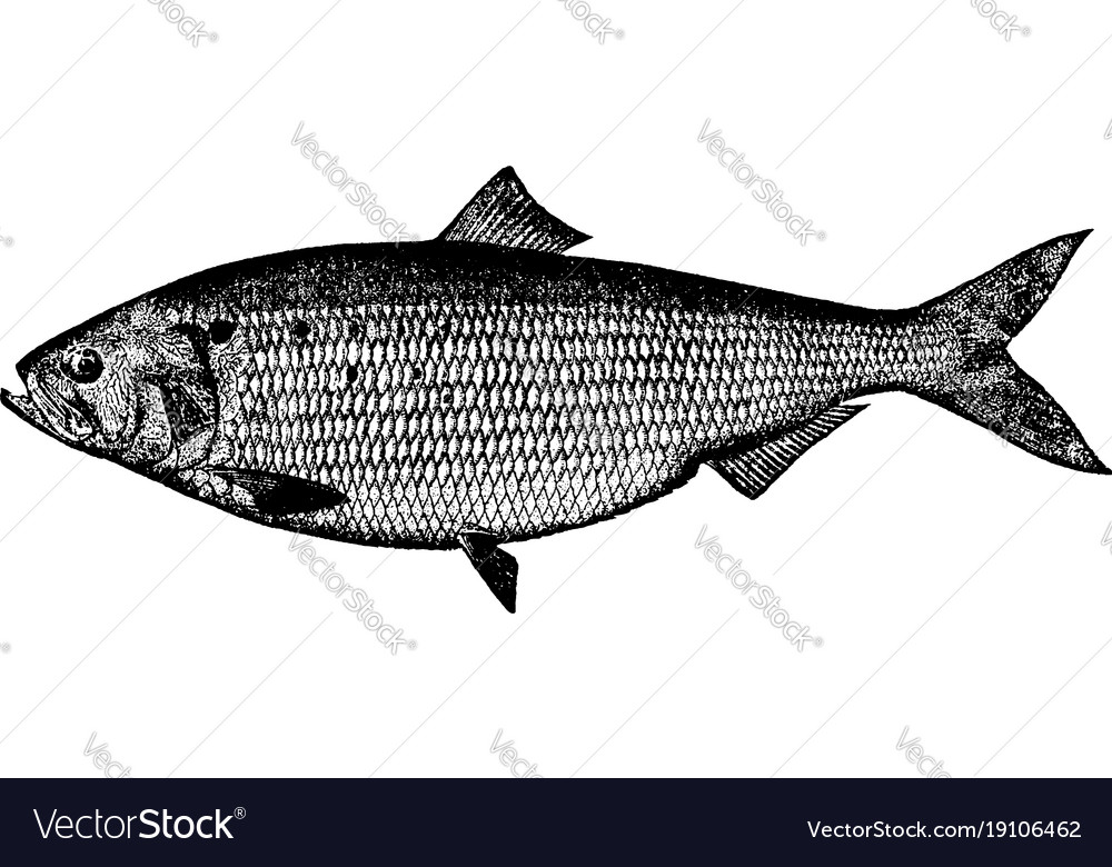 Vintage Shad Line Art
