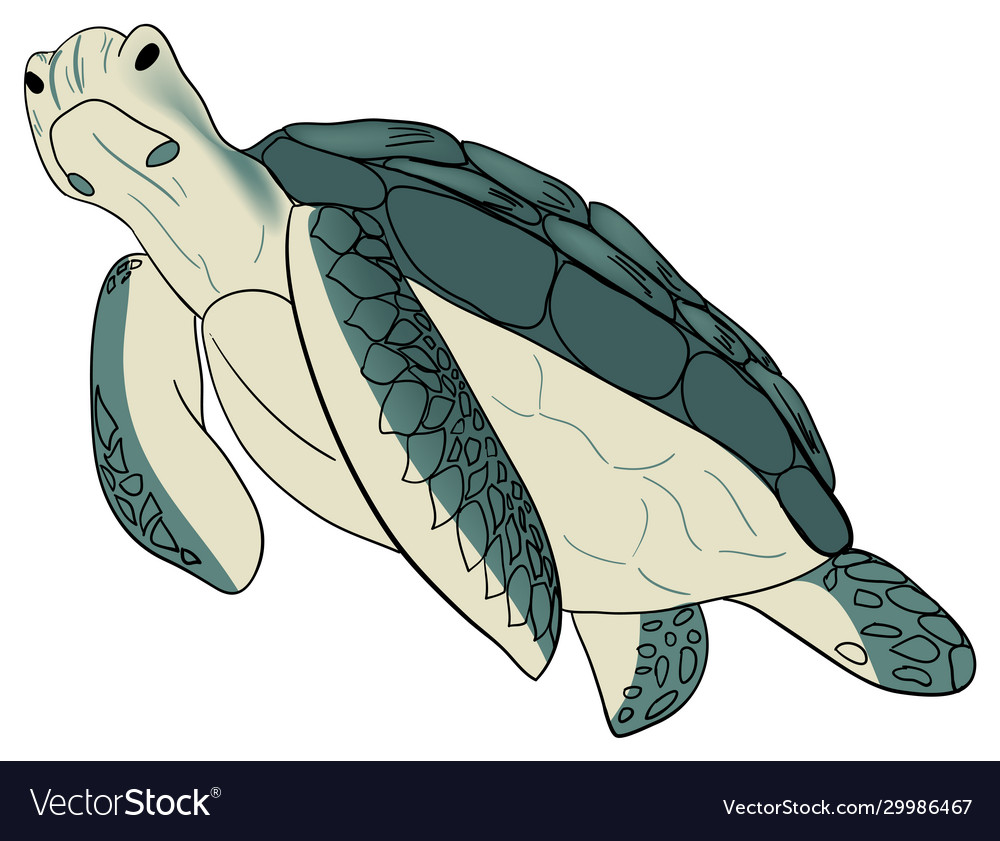 Color sea turtle isolated Royalty Free Vector Image