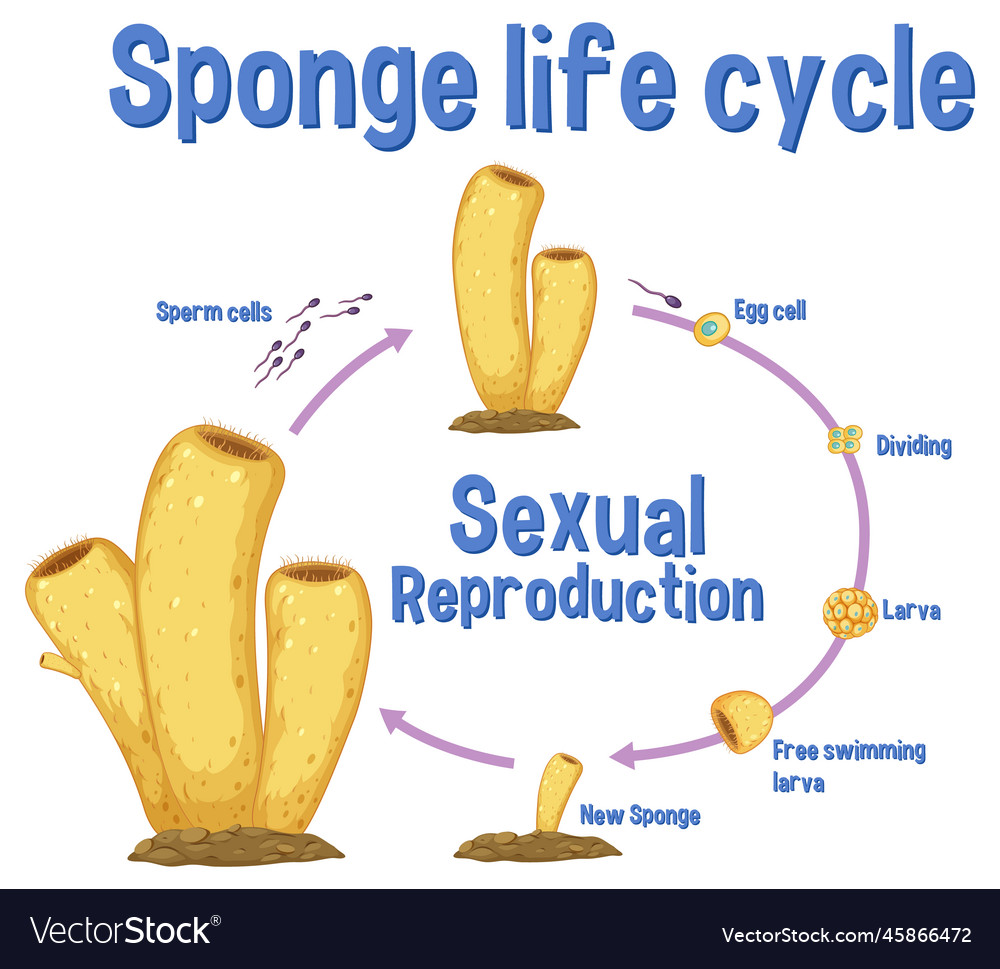 Science sponge lide cycle Royalty Free Vector Image