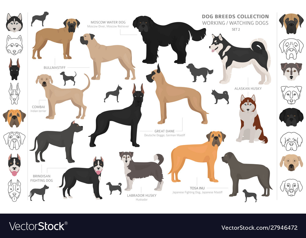 Working Service And Watching Dogs Collection Vector Image