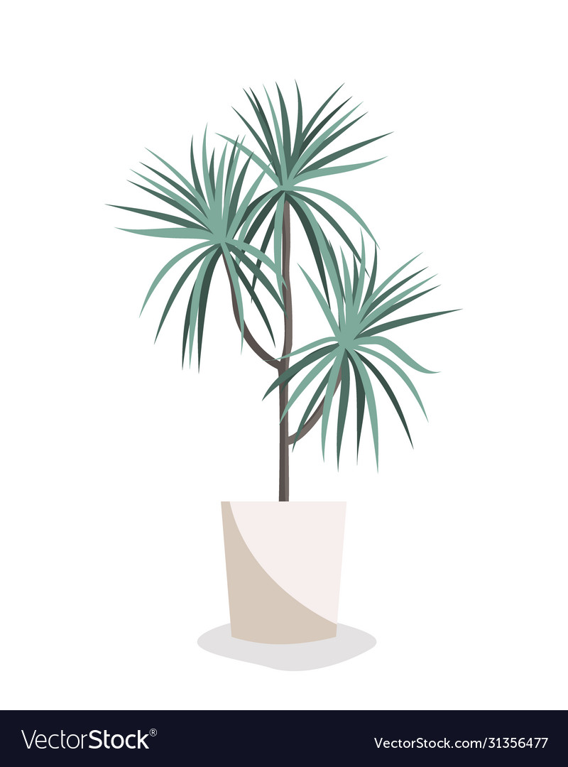 Dracaena flat home plant