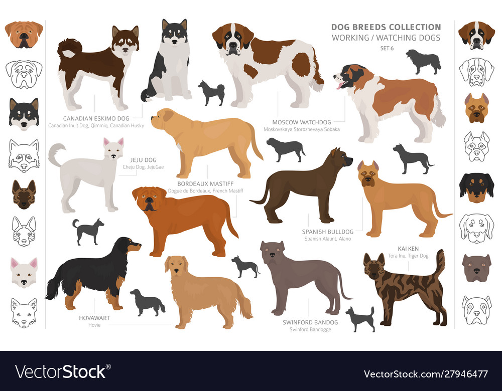 Working service and watching dogs collection Vector Image