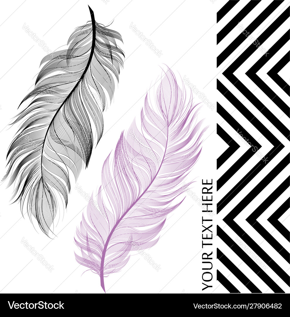 Feather feathers isolated on white Royalty Free Vector Image
