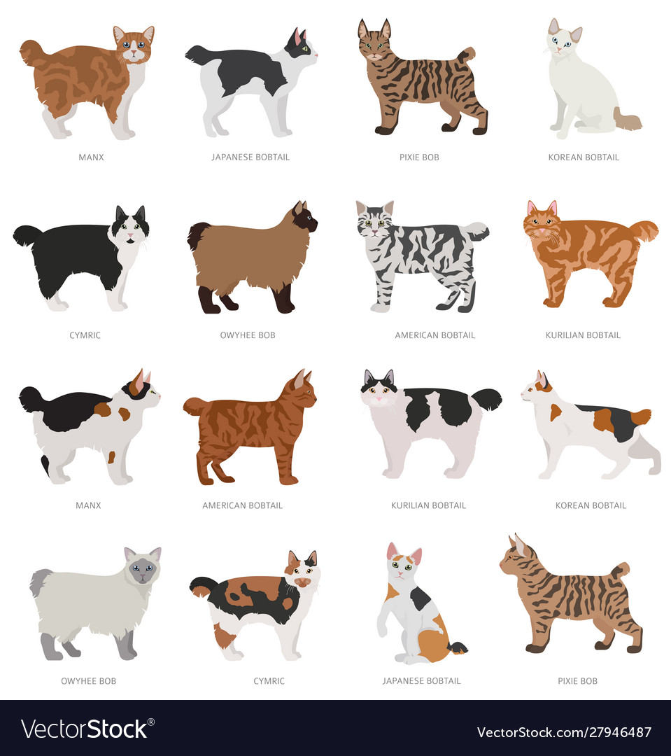 Short tail type bob cats domestic cat breeds and Vector Image