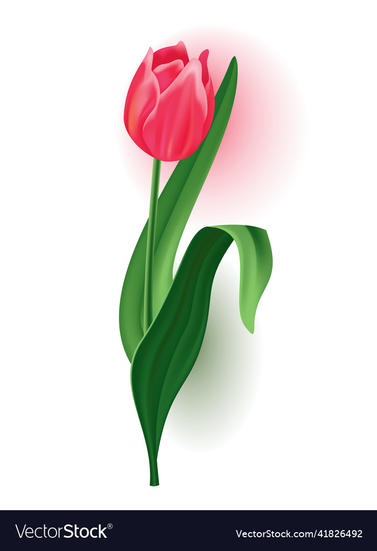 Realistic tulip with bud stem green leave Vector Image