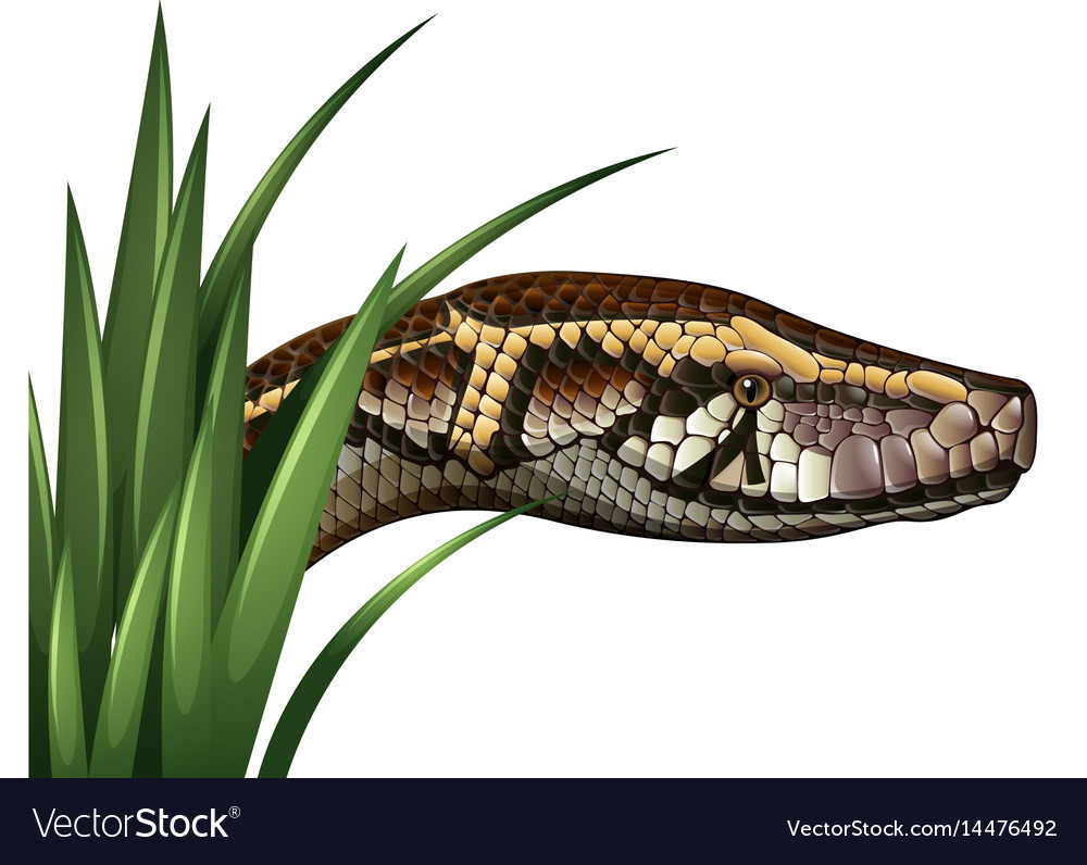 Snake head behind green grass