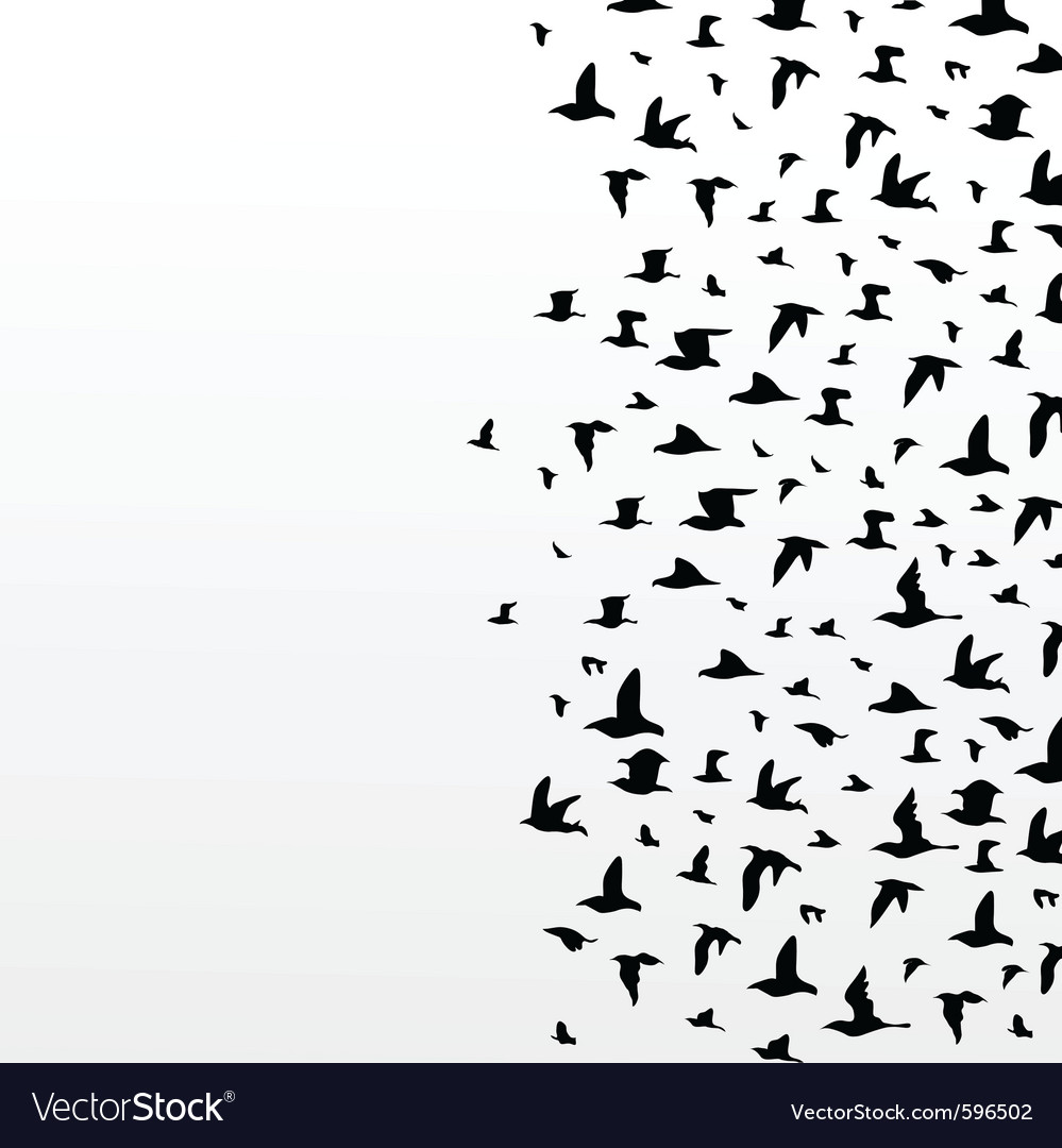 Birds in Flight