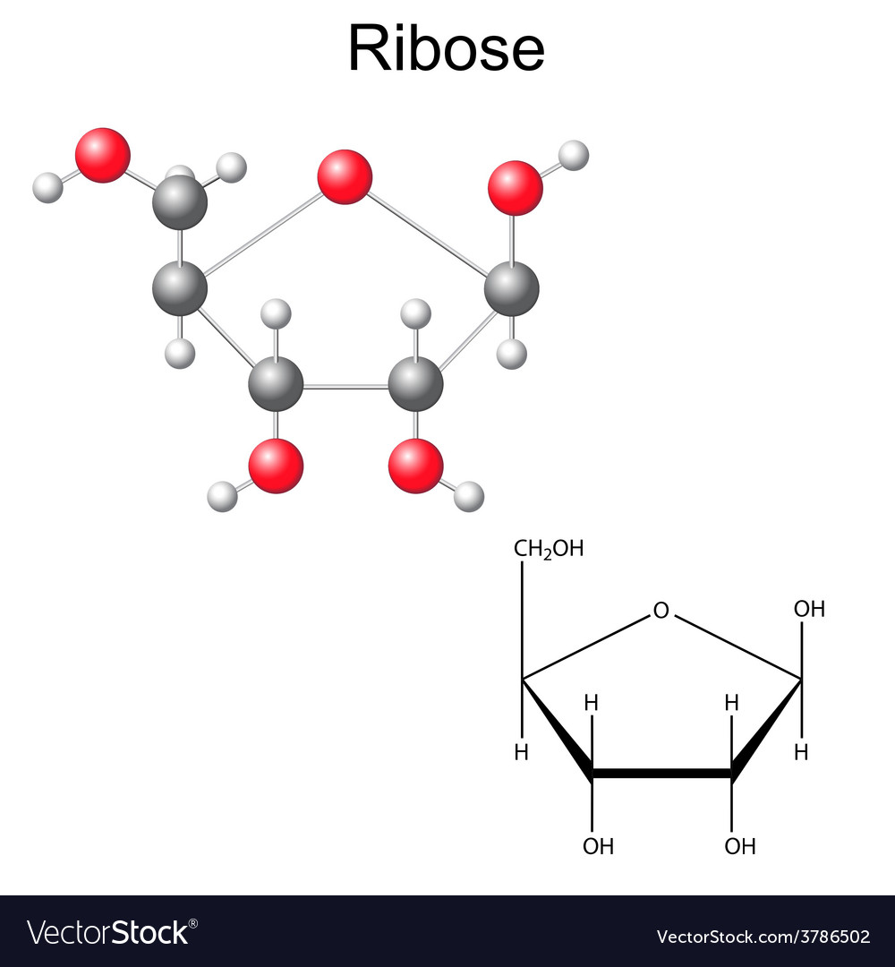 Structural chemical formula and model of ribose