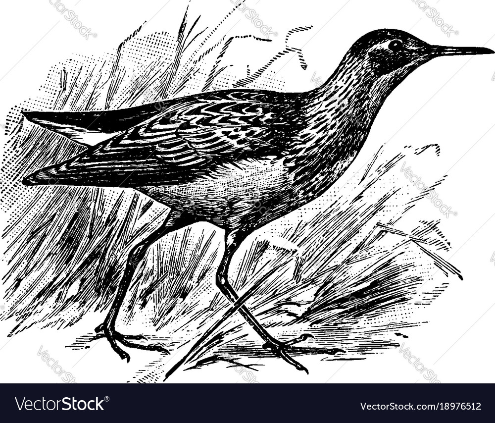 Pectoral Sandpiper Line Drawing