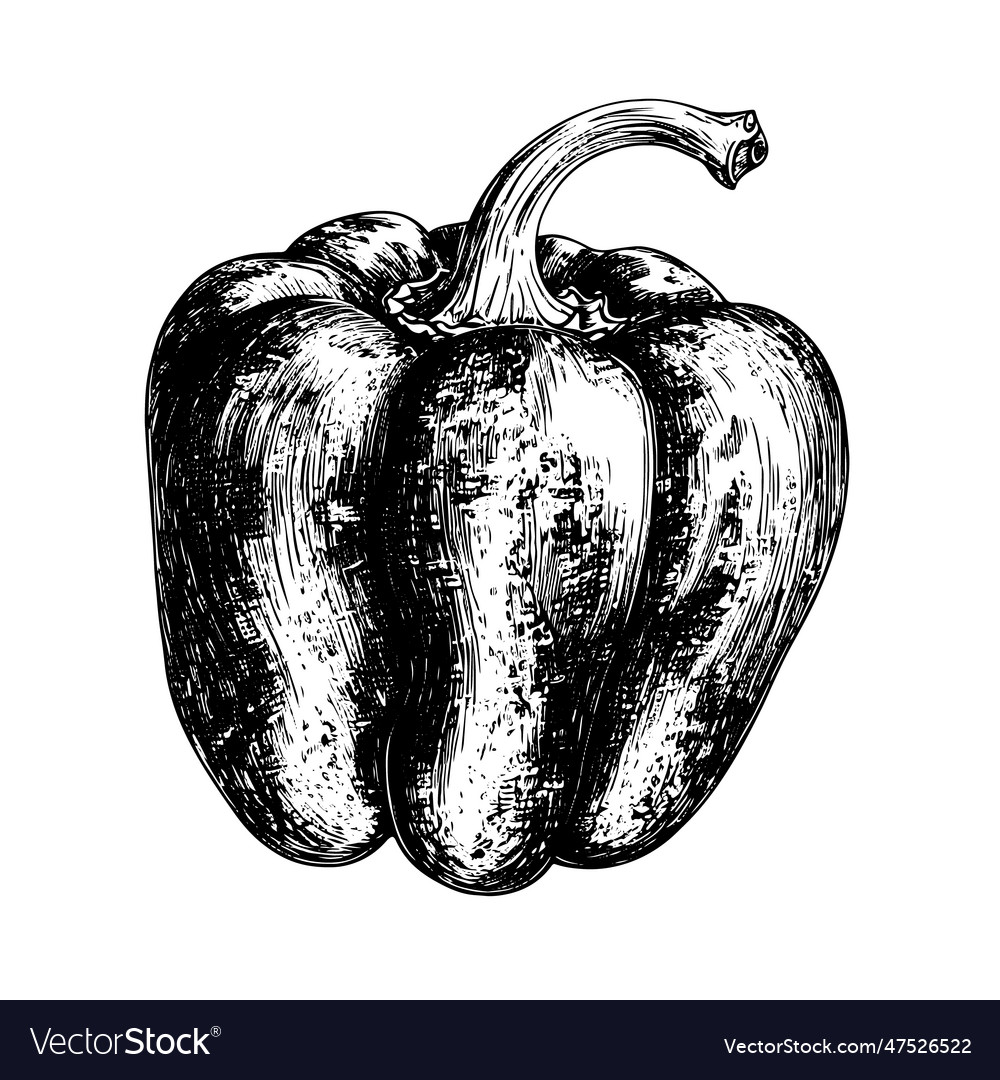 Bell pepper drawing isolated hand drawn object