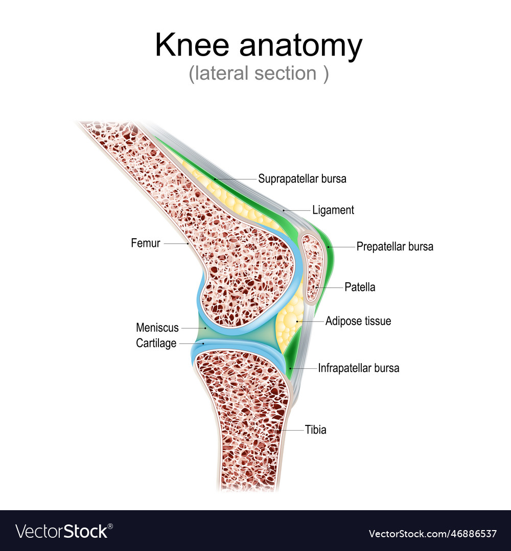 Knee anatomy side view