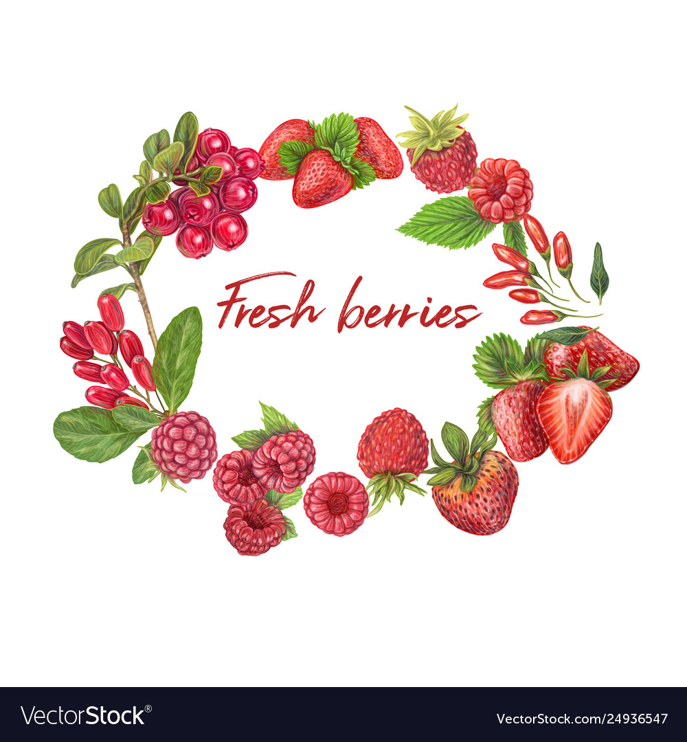 Fresh berries hand drawn Royalty Free Vector Image